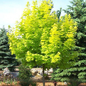 Maple/ Princeton Gold