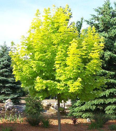 Gold-Maple.jpg
