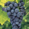 Grape-Concord-Seedless.jpg