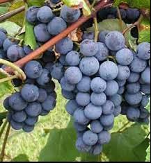 Grape/ Concord