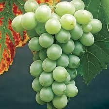 Grape/ Himrod