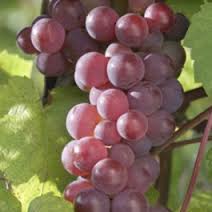 Grape/ Swenson Red