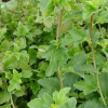 Greenmound-Currant-2.jpg