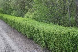 Greenmound-currant.jpg