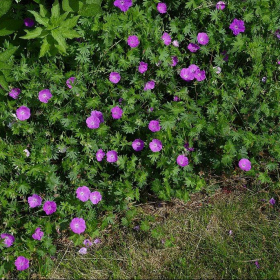 Bloody Cranesbill