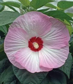 Hardy Hibiscus