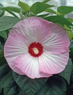Hibiscus_Luna.jpg