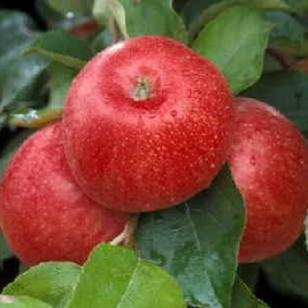 Apple/ Honeycrisp