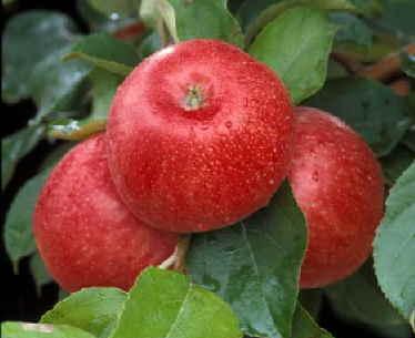 HoneyCrisp.jpg