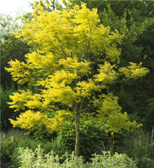 Honeylocust/ Sunburst
