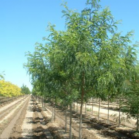 Honeylocust/ Imperial