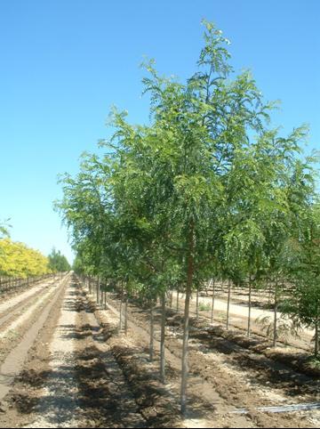 Honeylocust-Imperial.jpg