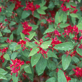 Honeysuckle/ Arnold Red