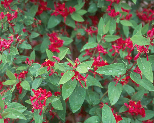 Honeysuckle-Arnolds-Red.jpg