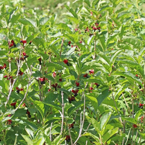 Honeysuckle-Twinbract-1.jpg