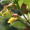 Honeysuckle-Twinbract-2.jpg
