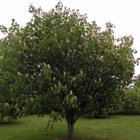 Horse Chestnut/ Autumn Splendor