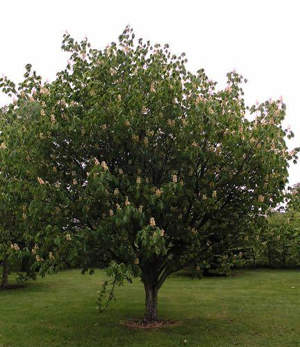 Horse-chestnut-Autumn-splendor.jpg