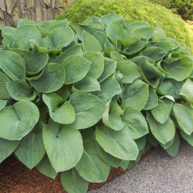 Hosta