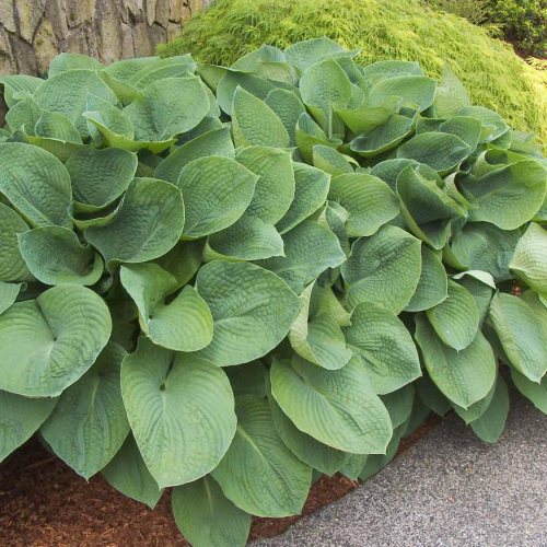 Hosta-Elegans-2_0.jpg