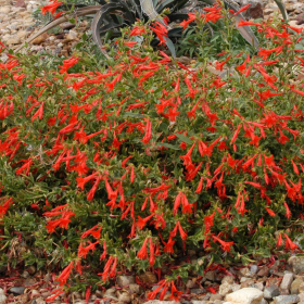 California Fuschia (Hummingbird Flower)