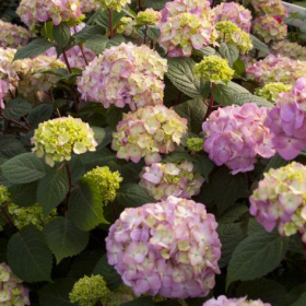 Hydrangea/ Bloomstruck