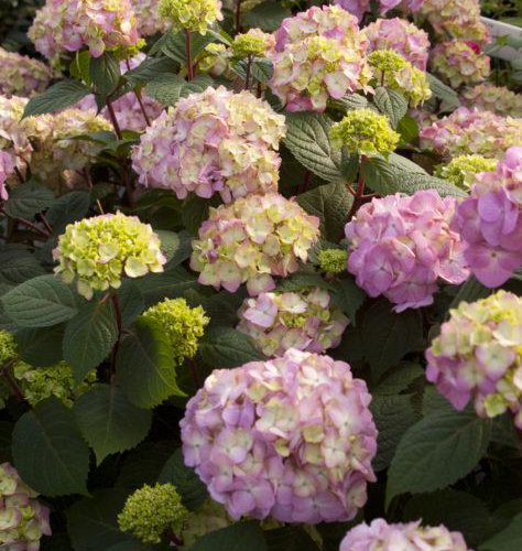 Hydrangea-Bloomstruck-1.jpg