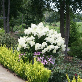 Hydrangea/ Bobo