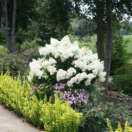 Hydrangea-Bobo.jpg