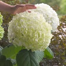 Hydrangea-Incrediball-1.jpg