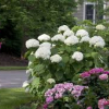 Hydrangea-Incrediball-2.jpg