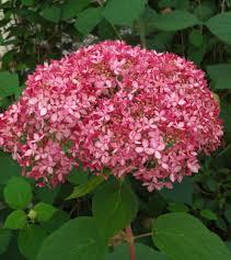 Hydrangea/ Invincibelle Spirit