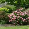 Hydrangea-Invincibelle-Spirit-2.jpg