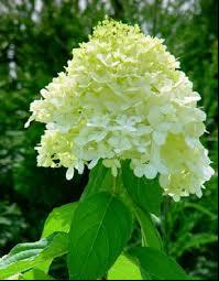 Hydrangea-Limelight-1.jpg