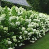 Hydrangea-Limelight-2.jpg