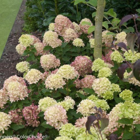 Hydrangea/ Little Lime