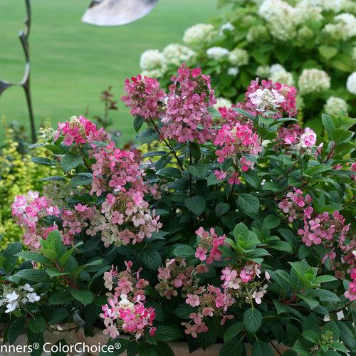 Hydrangea-Little-Quickfire.jpg