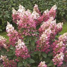 Hydrangea-Pinky-Winky-1.jpg
