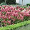Hydrangea-Pinky-Winky-2.jpg