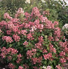 Hydrangea-Quick-Fire-1.jpg