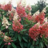 Hydrangea-Quick-Fire-2.jpg