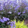 Jacobs-Ladder_Purple-Rain.jpg