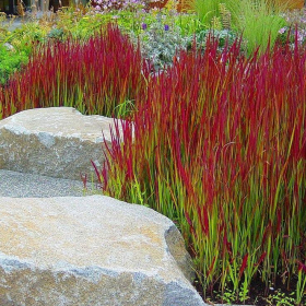 Japanese Blood Grass