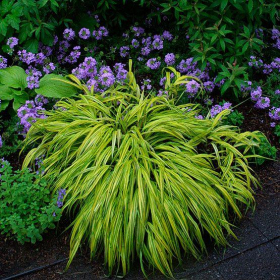 Japanese Forest Grass