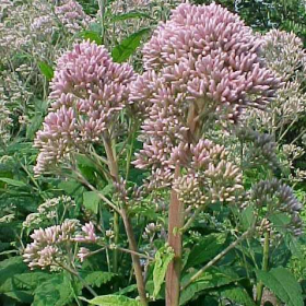 Joe Pye Weed