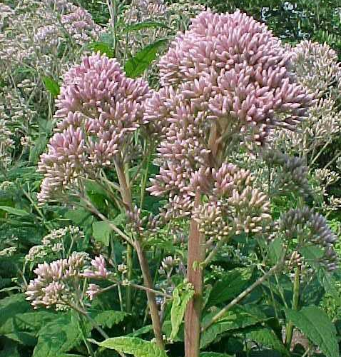 Joe-Pye-Weed-Lg.jpg