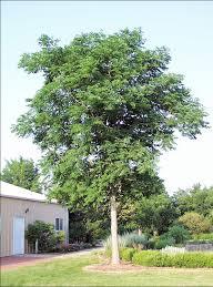 Coffeetree