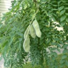 Kentucky-Coffee-Tree-2.jpg