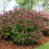 Lilac-Bloomerang-2.jpg
