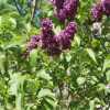 Lilac-Charles-Joly.jpg